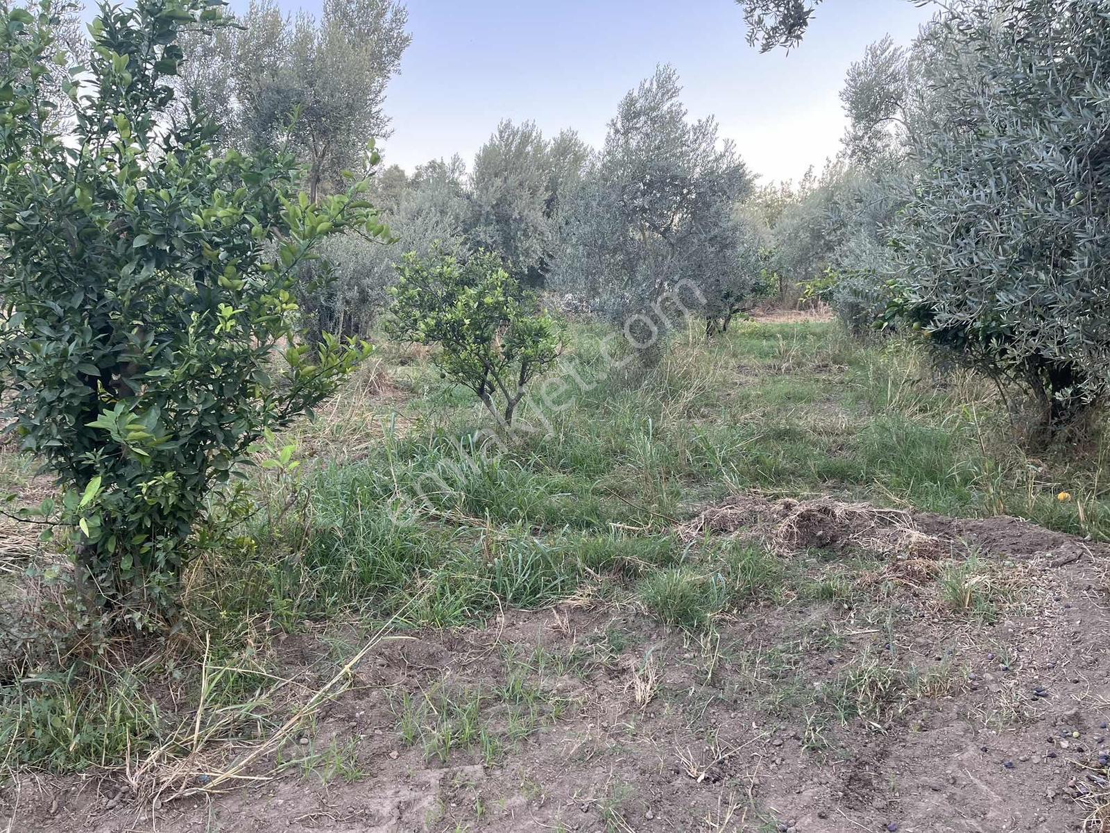 Miray Emlaktan Esenköyde (arpazda)satılık Zeytinlik — fotoğraf 32