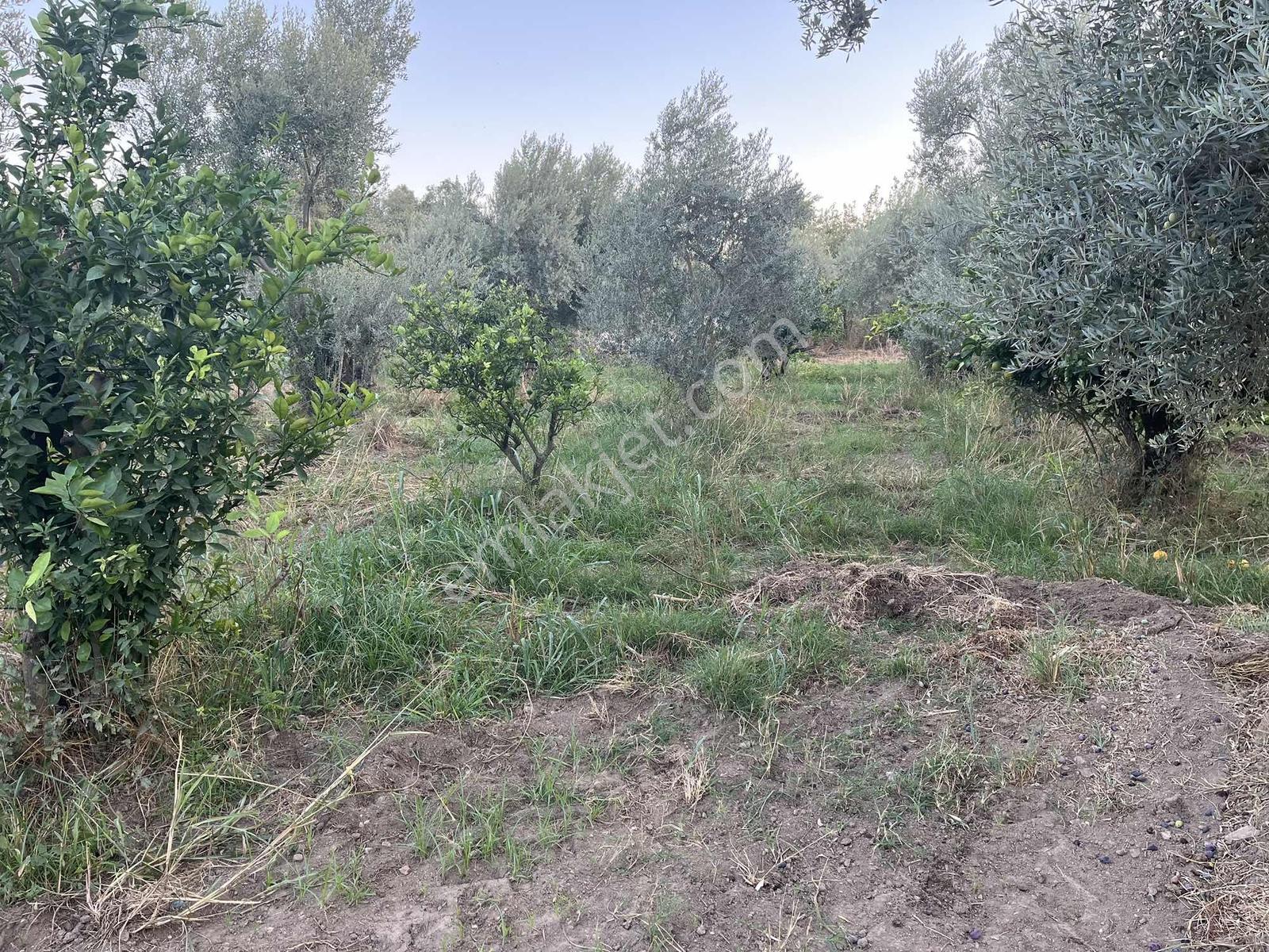 Miray Emlaktan Esenköyde (arpazda)satılık Zeytinlik — fotoğraf 33
