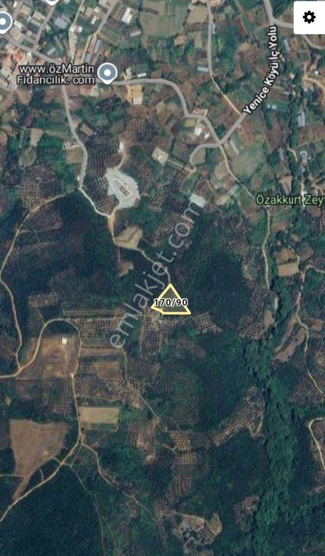 Bandırma Sahil Yenice Deniz Manzaralı 2423,m2 Zeytinlik — fotoğraf 4