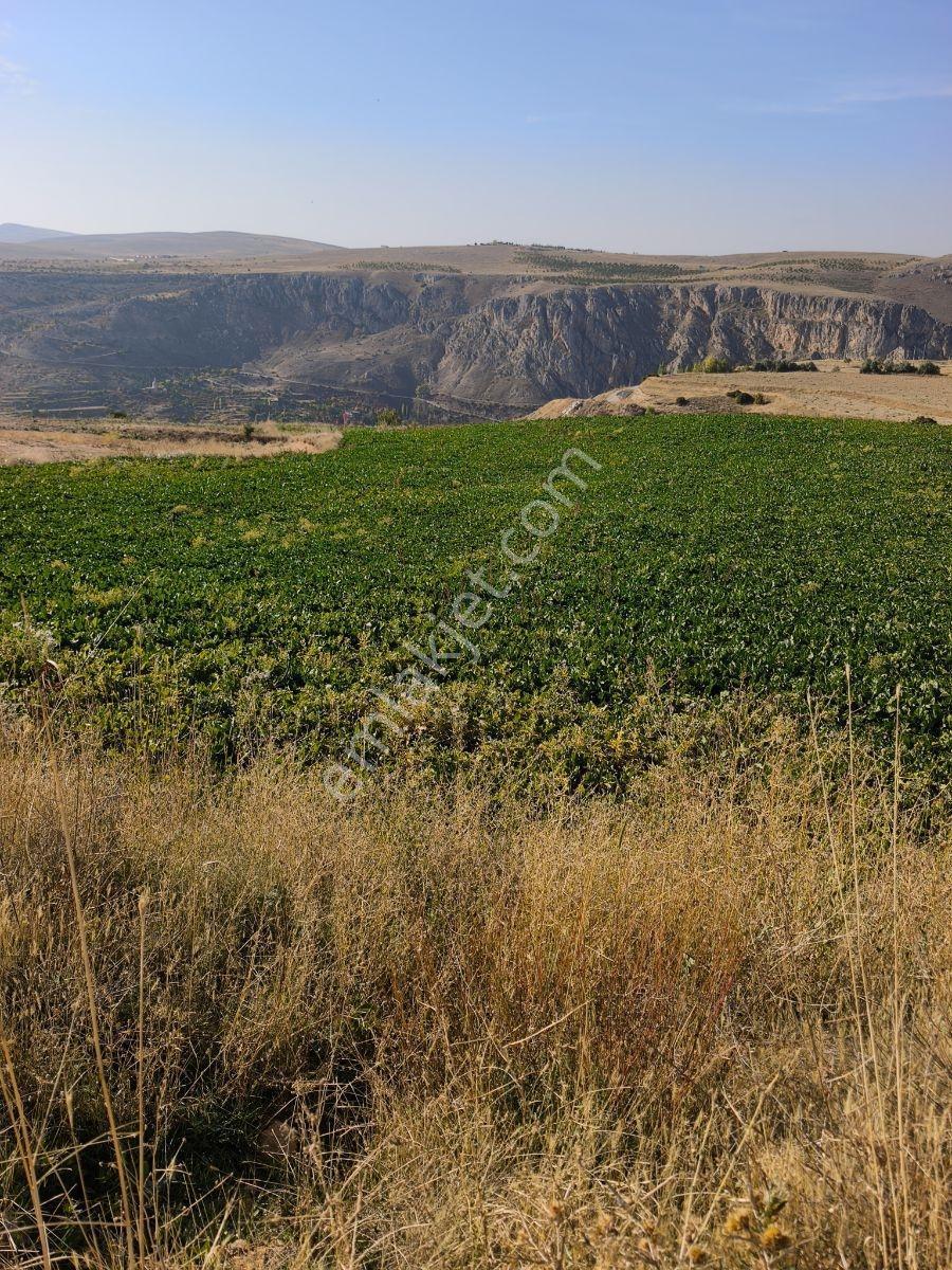 Yıldırım Emlakta Darende Günpınarda Satılık 24.764 M2 Sulu Tarla — fotoğraf 6