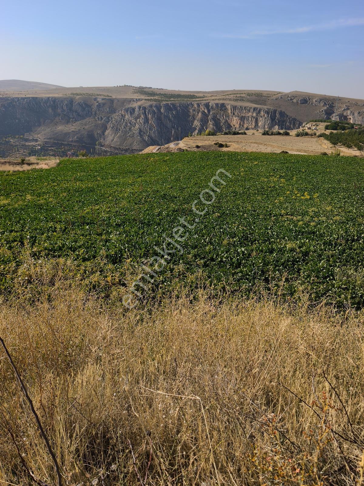Yıldırım Emlakta Darende Günpınarda Satılık 24.764 M2 Sulu Tarla — fotoğraf 16