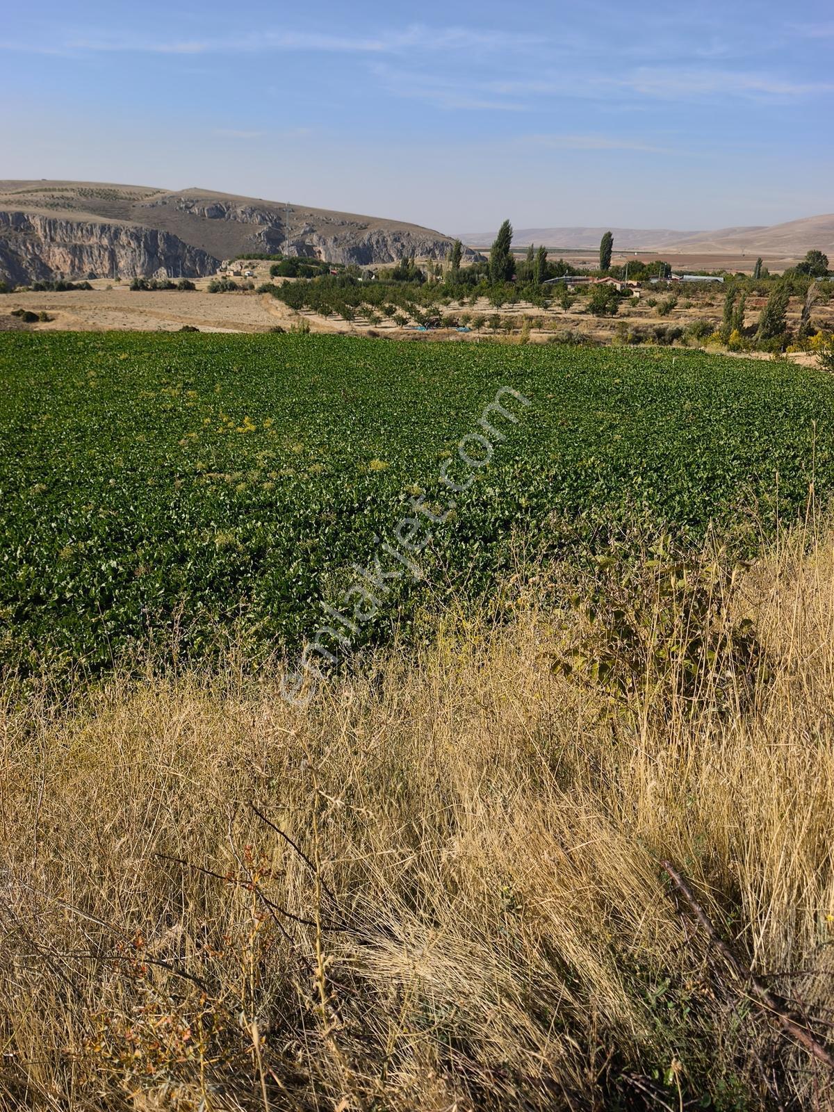 Yıldırım Emlakta Darende Günpınarda Satılık 24.764 M2 Sulu Tarla — fotoğraf 20