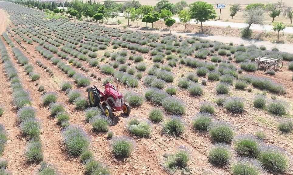 Konya Güneysınır Habiller De 4900 M2 Müstakil Tapulu Tarla — fotoğraf 6