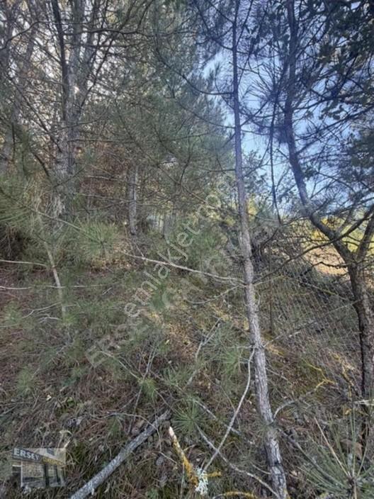 Ersev'den Bursa Eskışehır Ana Yoluna 100 Metre Mesafelı Tarla — fotoğraf 9