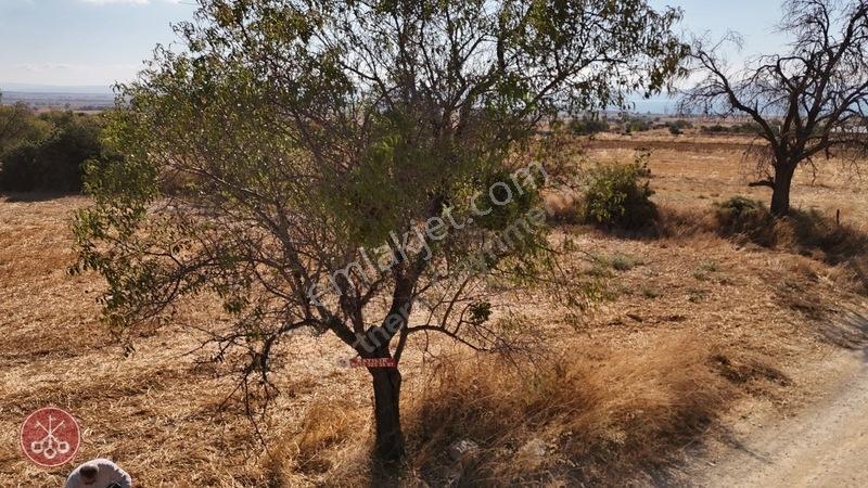 Saros Körfezi Manzaralı Adilhan Köyünde 2.680 M² Satılık Tarla — fotoğraf 8