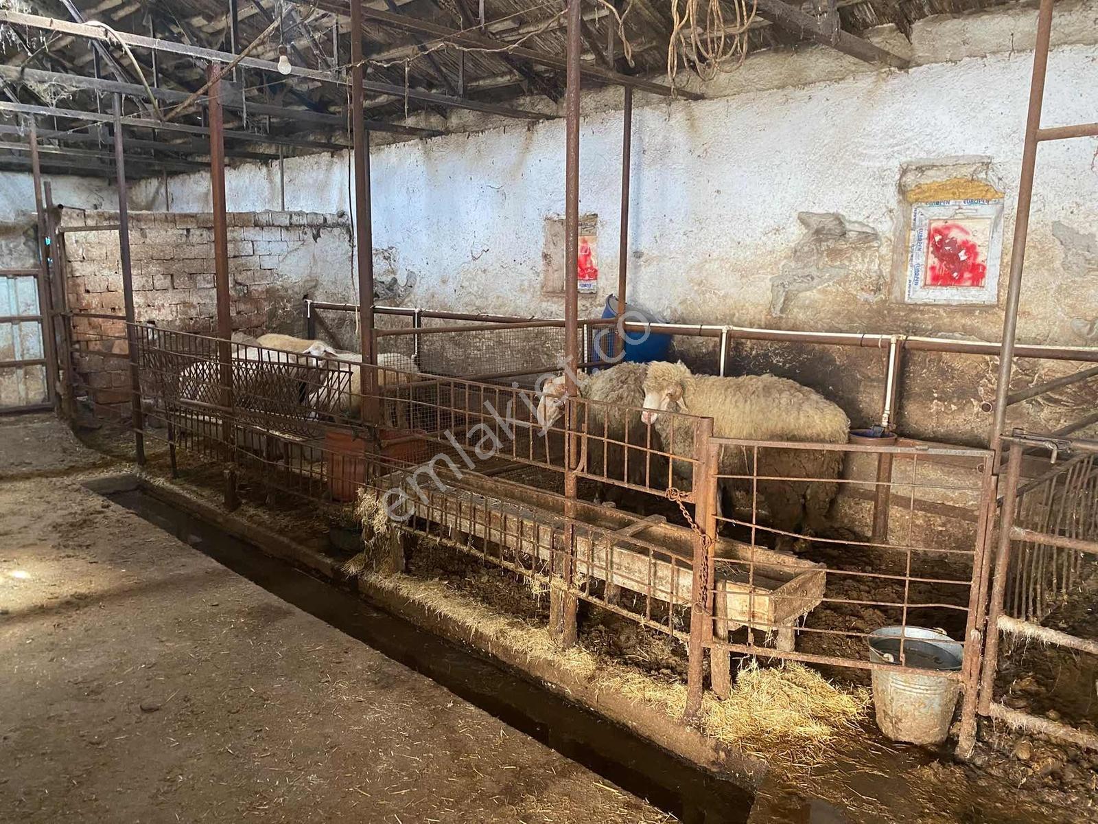 Bozoklu Emlaktan Akören De Satılık Çiftlik — fotoğraf 10