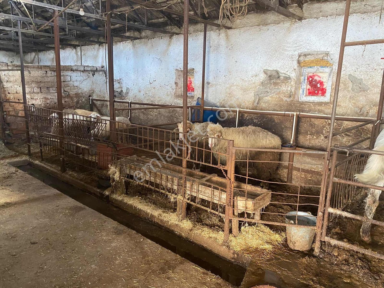 Bozoklu Emlaktan Akören De Satılık Çiftlik — fotoğraf 11