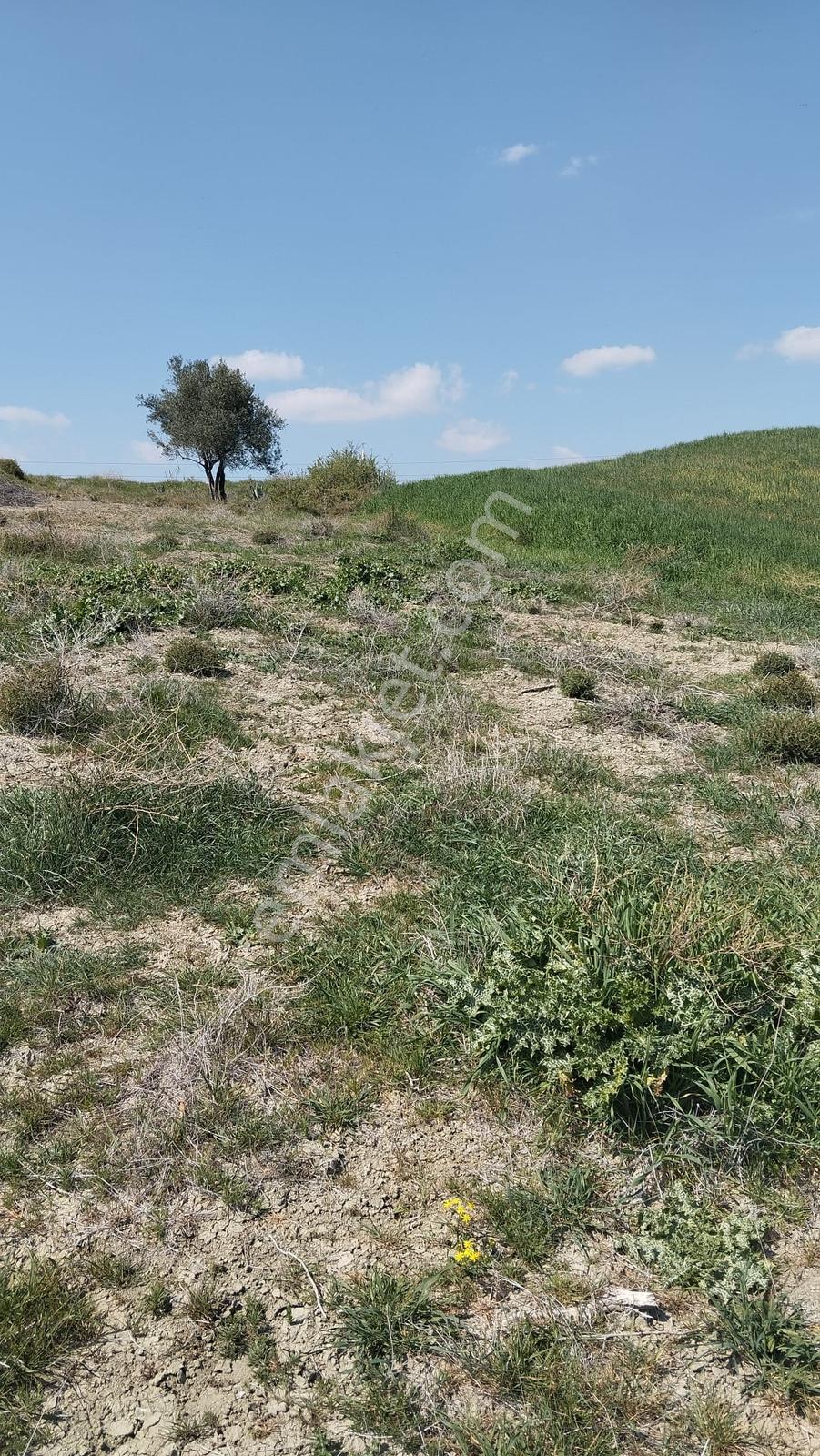 Sağlıklı Köyü (tosb) Yanı Kaçırılmayacak Yatırımlık Fırsat Arazi — fotoğraf 6