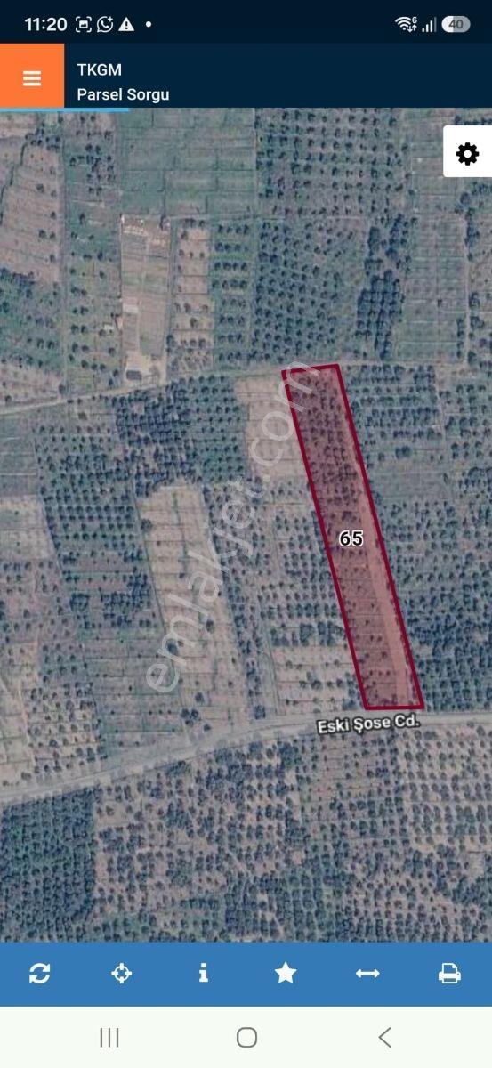 Nehirden Kuyucak Kurtuluşta Satılık 10 Dönüm Zeytinlik