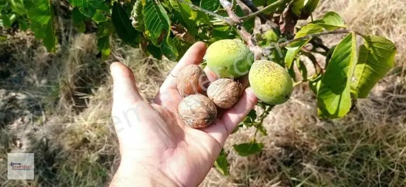 Startkey Star'dan Kayrakta Ceviz Tarlası — fotoğraf 13