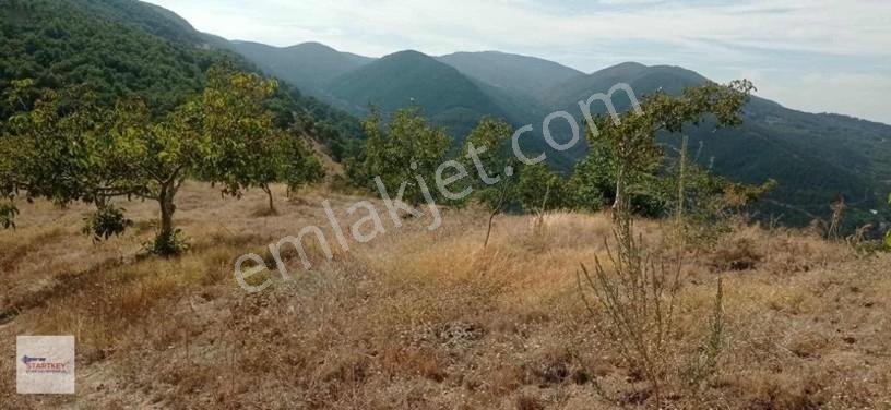 Startkey Star'dan Kayrakta Ceviz Tarlası — fotoğraf 20
