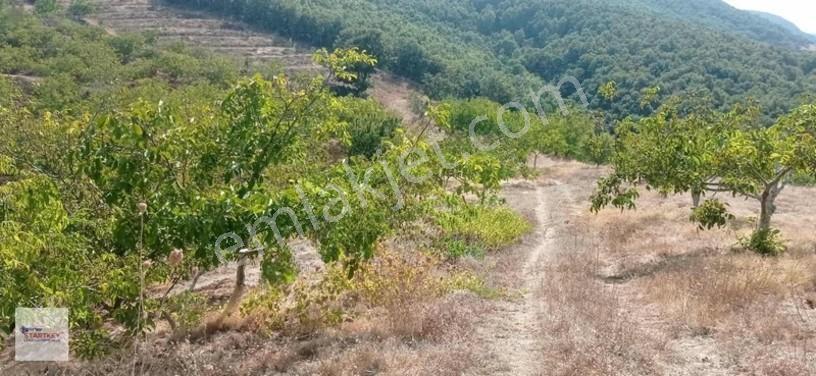 Startkey Star'dan Kayrakta Ceviz Tarlası — fotoğraf 22