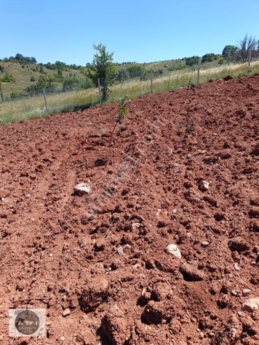 Cantürkten Çubuk Sarıkozda Satılık Arsa — fotoğraf 9