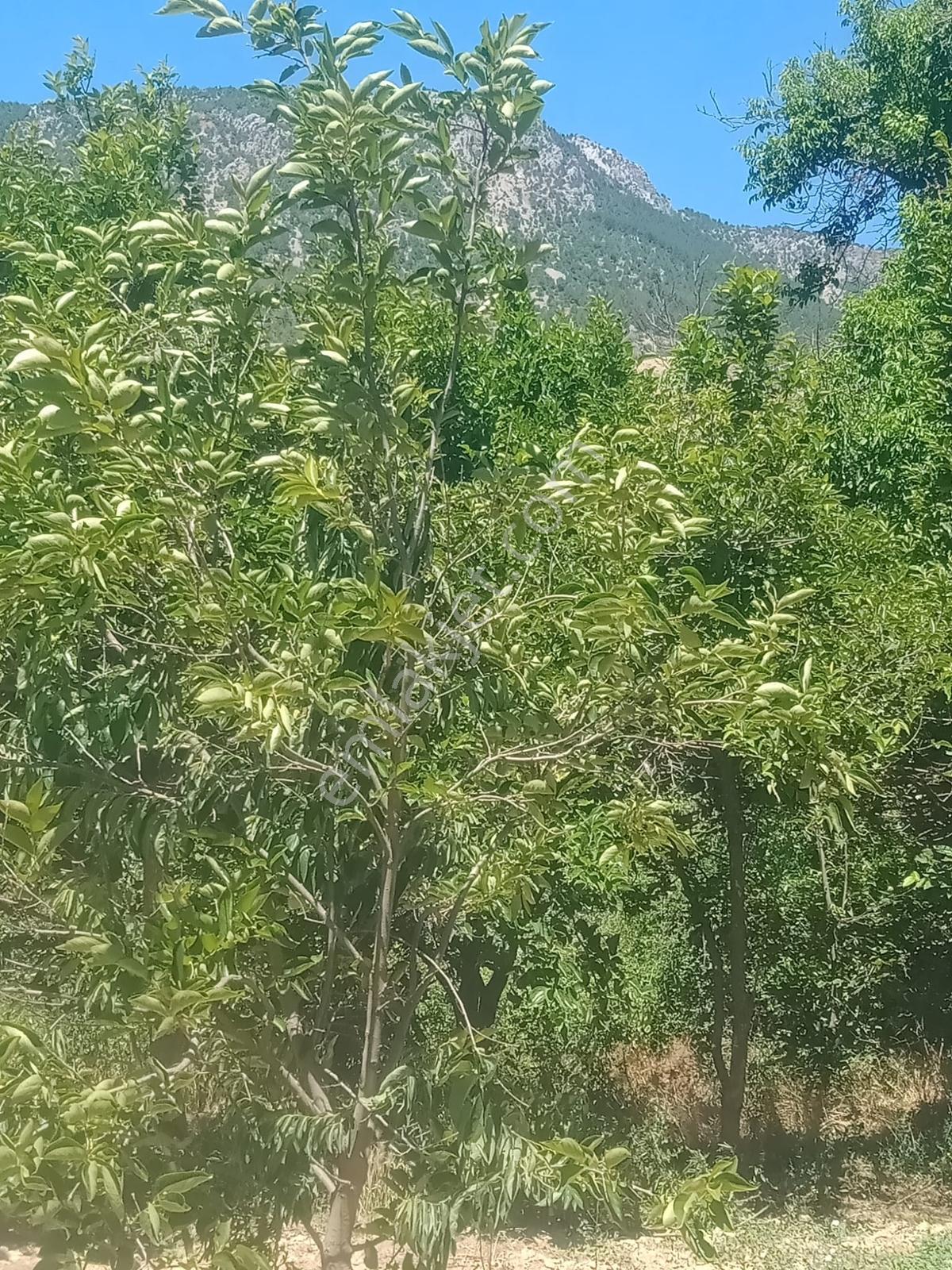 Saimbeyli /gürleşende Satılık Ev Ve Bahçe 3800m² — fotoğraf 22