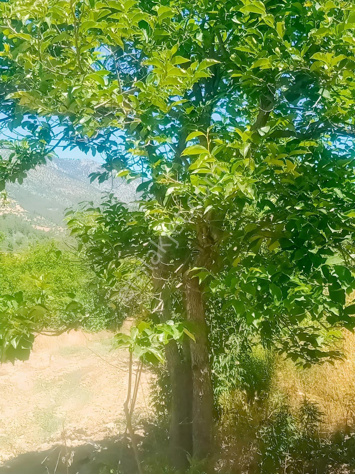 Saimbeyli /gürleşende Satılık Ev Ve Bahçe 3800m² — fotoğraf 24