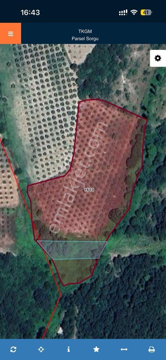 Bursa Mudanya Hançerli'de Satılık 14900 M2 Zeytinlik — fotoğraf 3