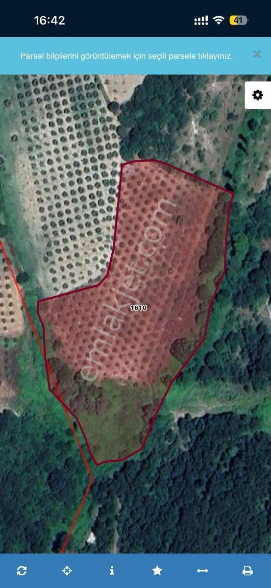 Bursa Mudanya Hançerli'de Satılık 14900 M2 Zeytinlik — fotoğraf 4