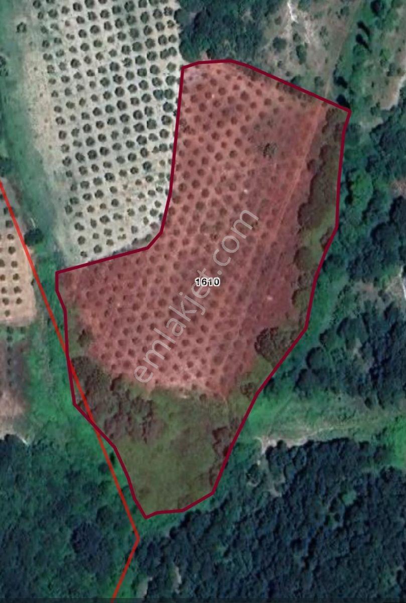 Bursa Mudanya Hançerli'de Satılık 14900 M2 Zeytinlik — fotoğraf 6