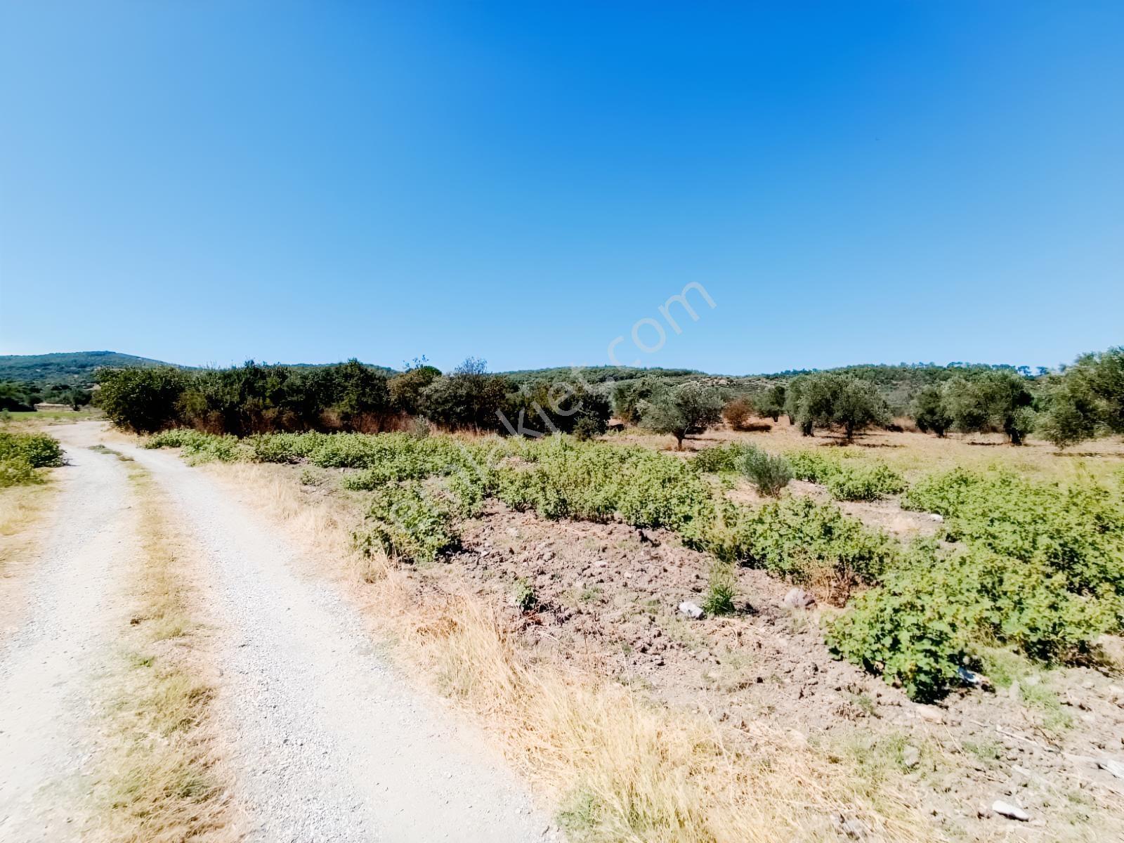 Bergama Çalıbahçe'De Satılık 11203 M2 Yatırımlık Zeytinlik