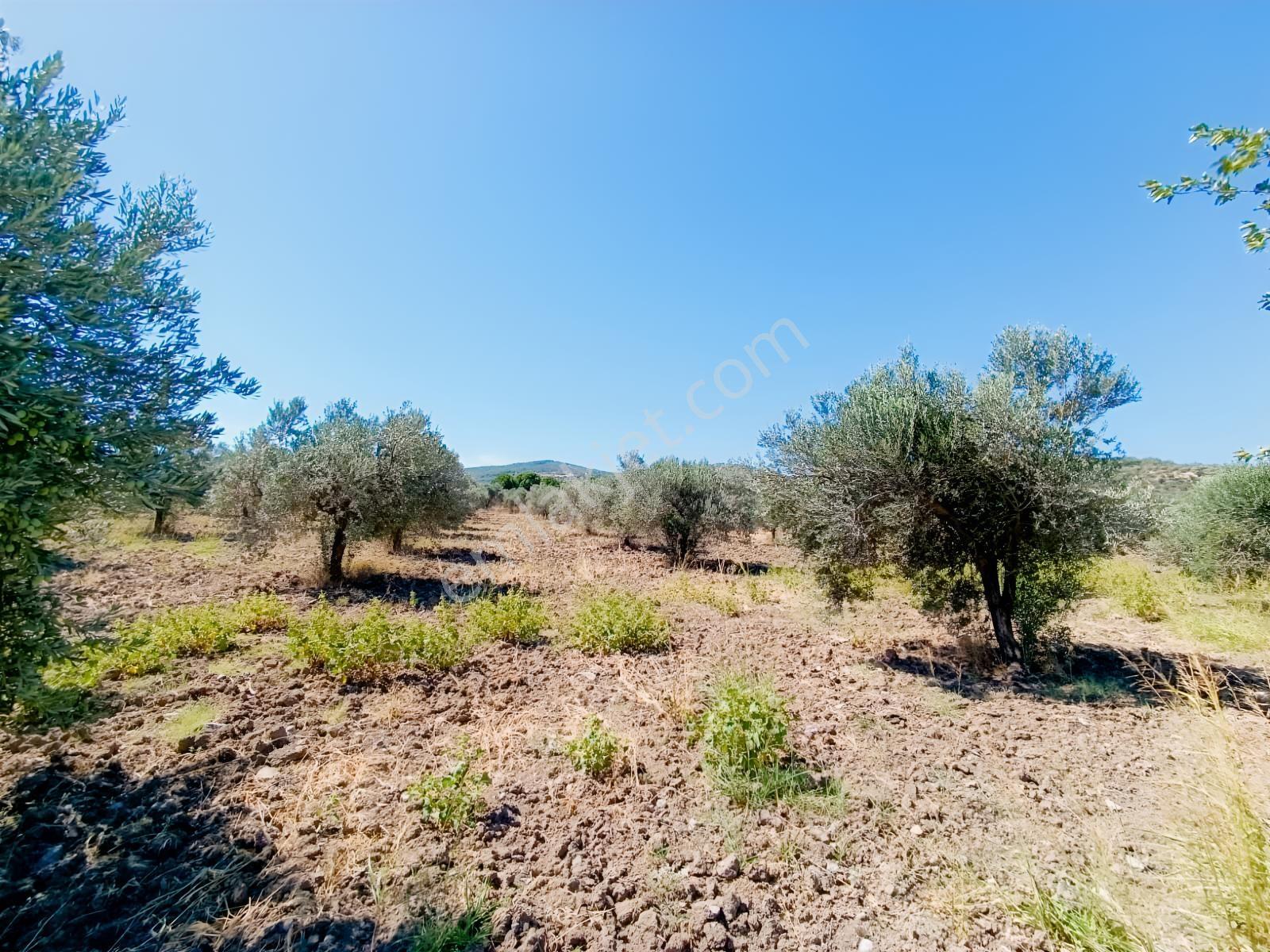 Bergama Çalıbahçe'de Satılık 11203 M2 Yatırımlık Zeytinlik — fotoğraf 2