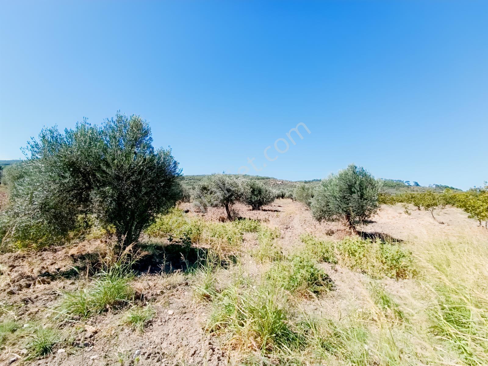 Bergama Çalıbahçe'de Satılık 11203 M2 Yatırımlık Zeytinlik — fotoğraf 3