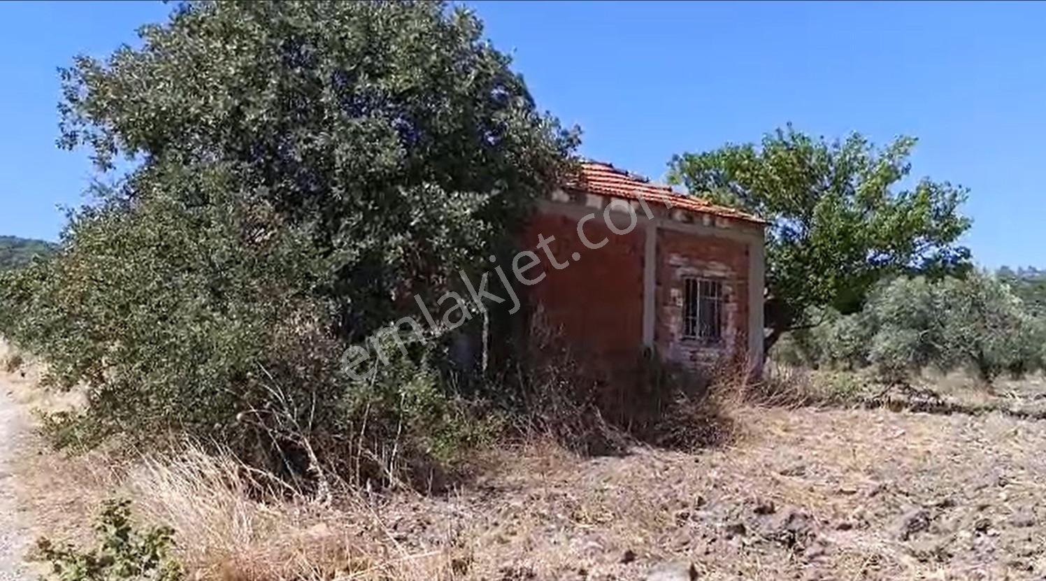 Bergama Çalıbahçe'de Satılık 11203 M2 Yatırımlık Zeytinlik — fotoğraf 7