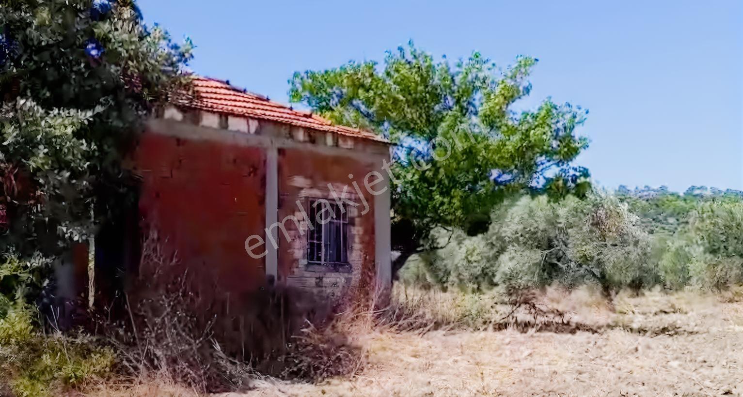 Bergama Çalıbahçe'de Satılık 11203 M2 Yatırımlık Zeytinlik — fotoğraf 8