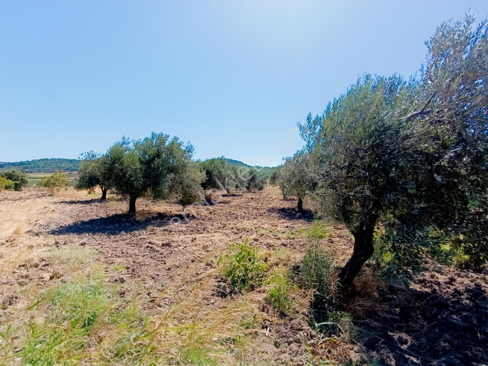 Bergama Çalıbahçe'de Satılık 11203 M2 Yatırımlık Zeytinlik — fotoğraf 9