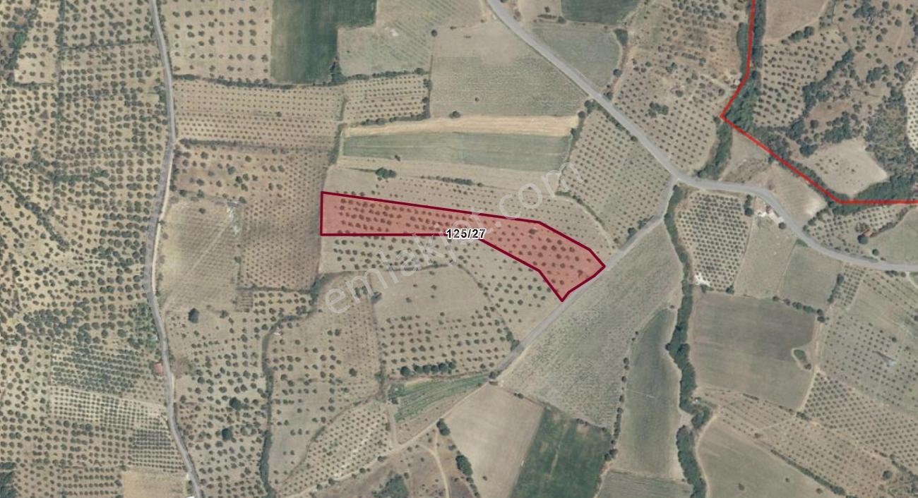 Bergama Çalıbahçe'de Satılık 11203 M2 Yatırımlık Zeytinlik — fotoğraf 10