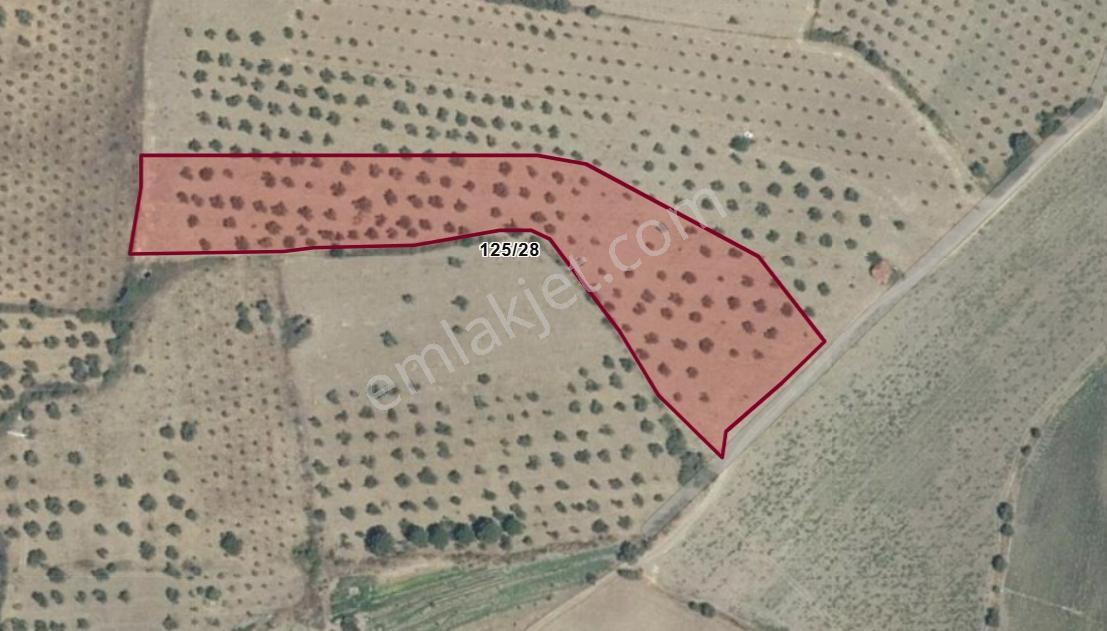 Bergama Çalıbahçe'De Satılık 10500 M2 Sulak Zeytinli Tarla
