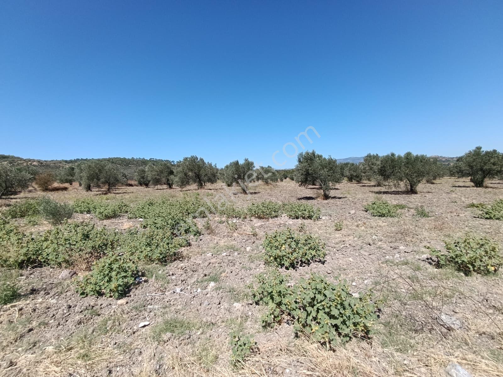 Bergama Çalıbahçe'de Satılık 10500 M2 Sulak Zeytinli Tarla — fotoğraf 4
