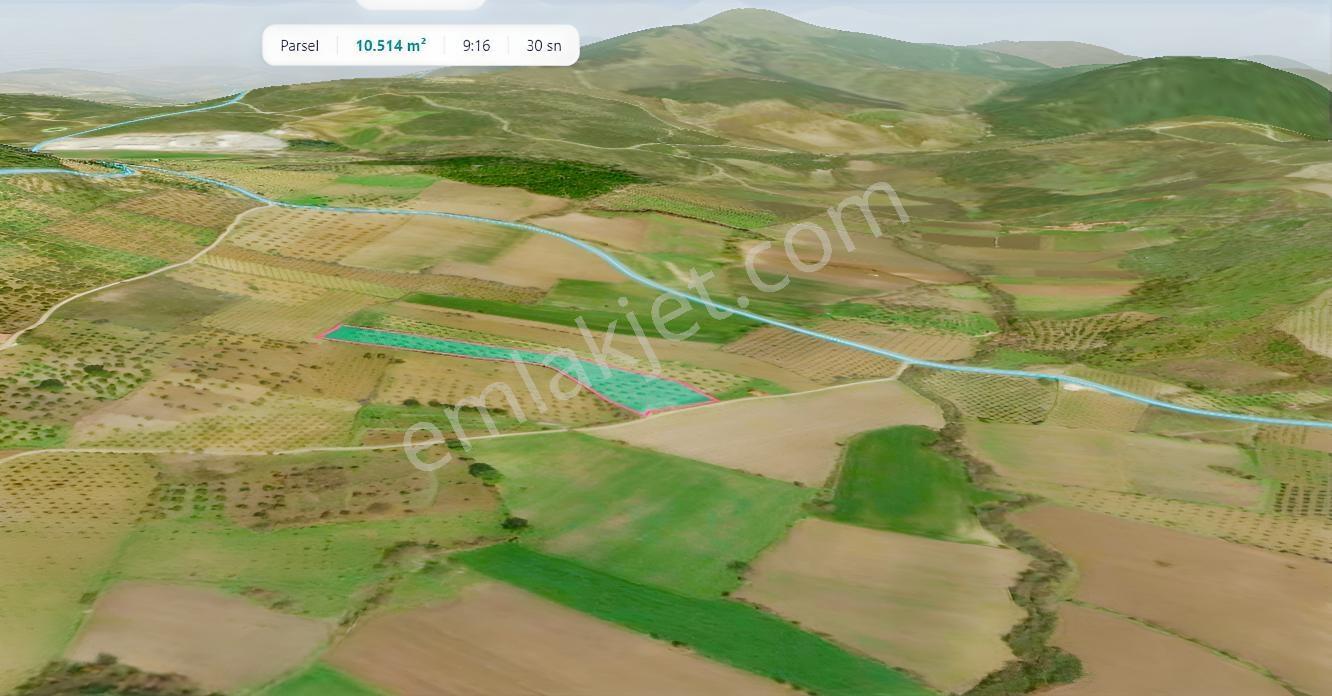 Bergama Çalıbahçe'de Satılık 10500 M2 Sulak Zeytinli Tarla — fotoğraf 5