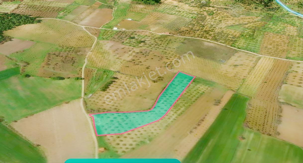 Bergama Çalıbahçe'de Satılık 10500 M2 Sulak Zeytinli Tarla — fotoğraf 6