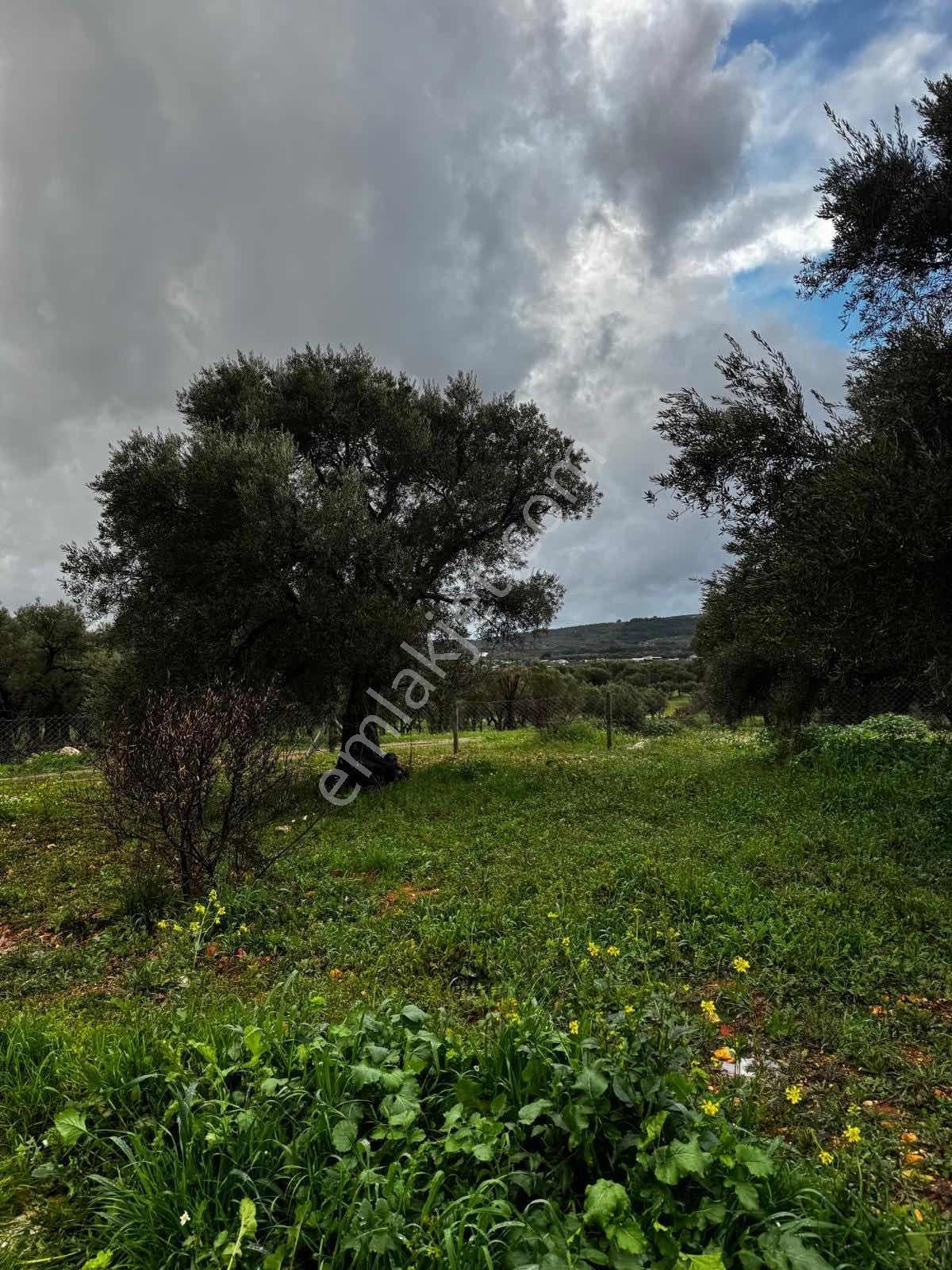 Er Yapı Emlak Ofisinden Torbalı Saipler Köye Yakın Parseller — fotoğraf 11