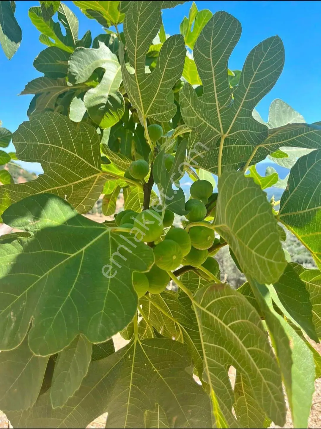 Nazilli - Bekirler Köy'ünde Acil, Fırsat Bahçe — fotoğraf 2