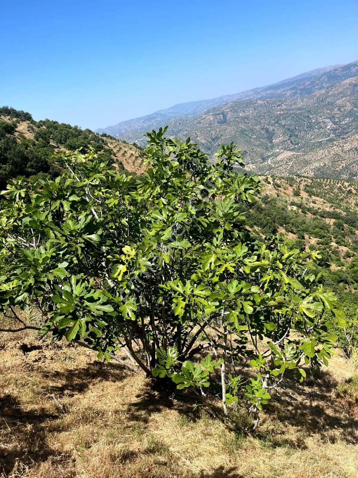 Nazilli - Bekirler Köy'ünde Acil, Fırsat Bahçe — fotoğraf 3