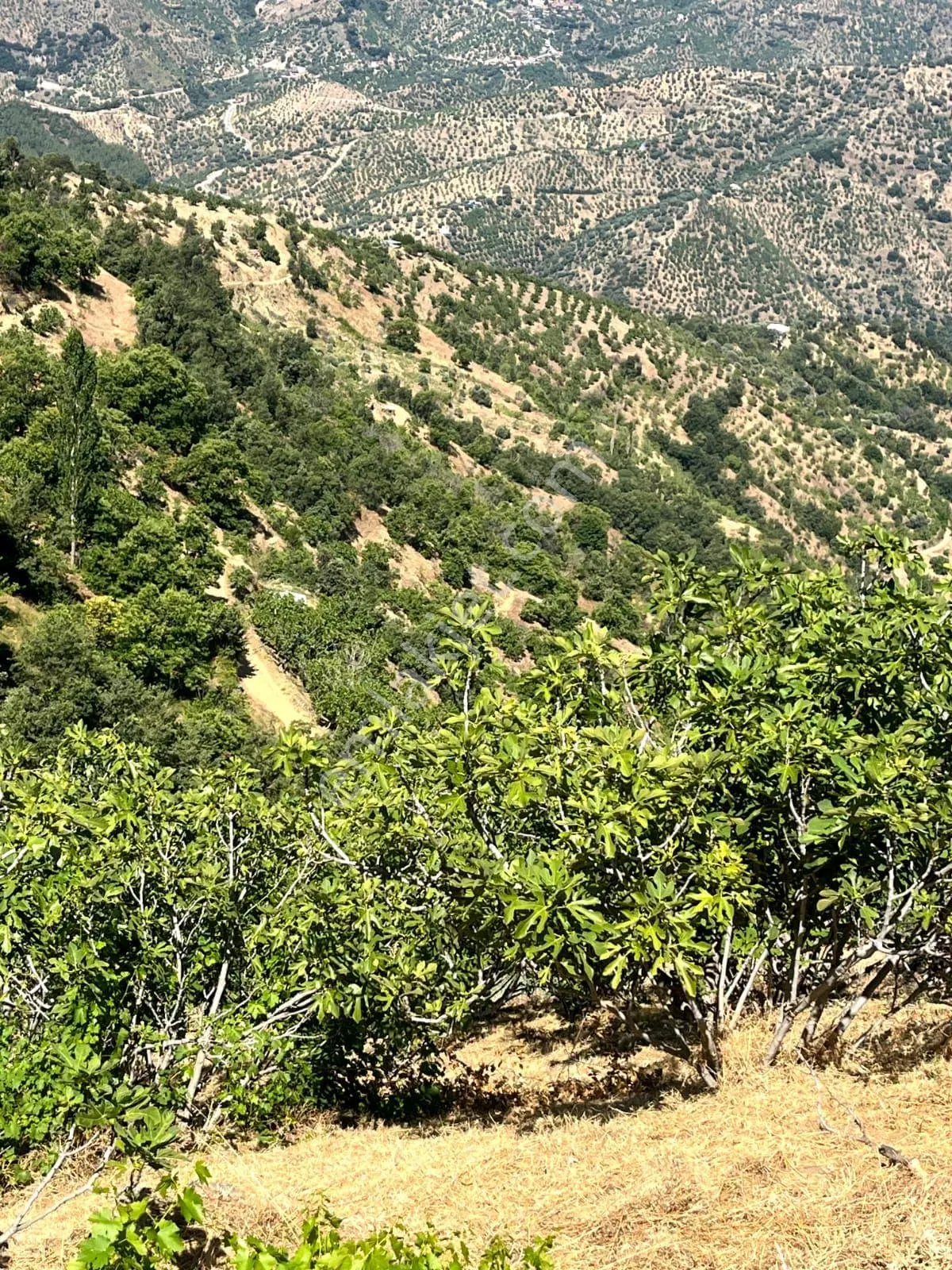 Nazilli - Bekirler Köy'ünde Acil, Fırsat Bahçe — fotoğraf 4