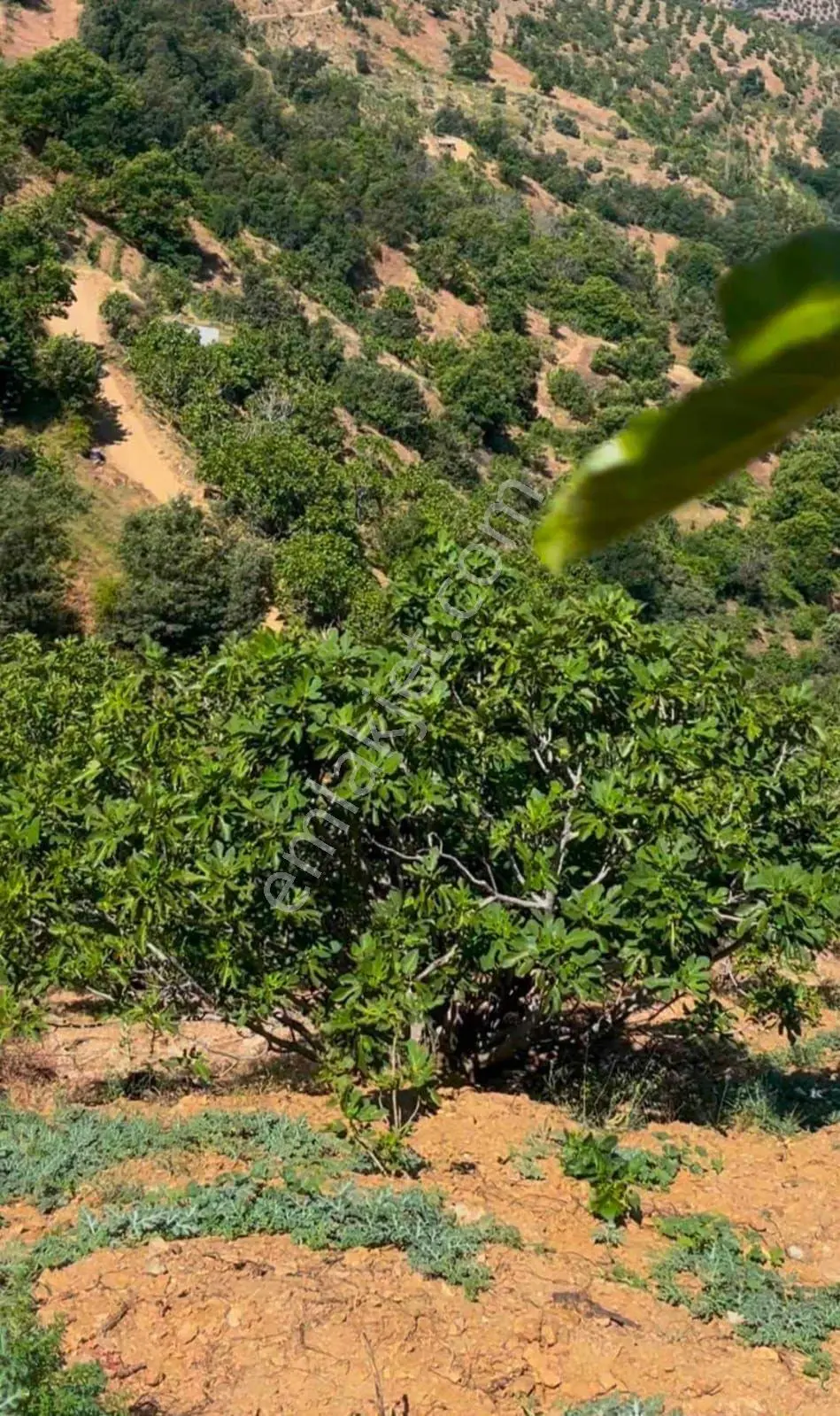 Nazilli - Bekirler Köy'ünde Acil, Fırsat Bahçe — fotoğraf 5