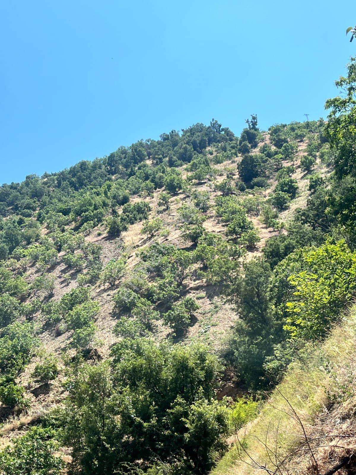 Nazilli - Bekirler Köy'ünde Acil, Fırsat Bahçe — fotoğraf 6
