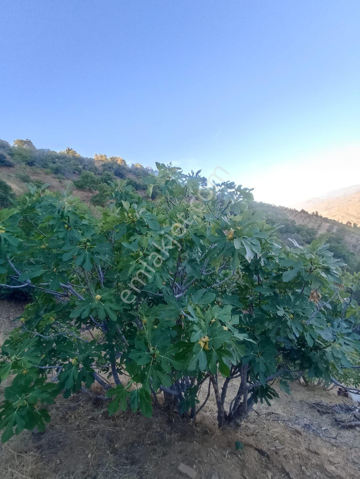Nazilli - Bekirler Köy'ünde Acil, Fırsat Bahçe — fotoğraf 7