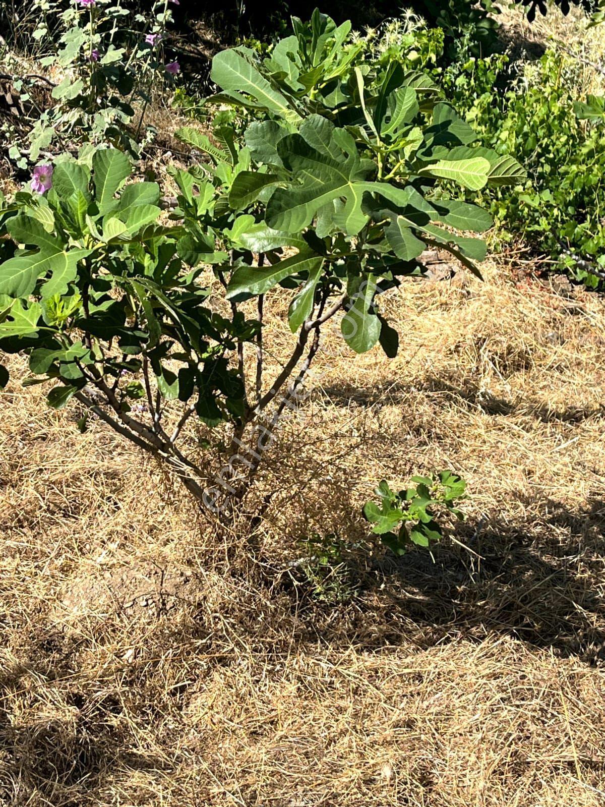 Nazilli - Bekirler Köy'ünde Acil, Fırsat Bahçe — fotoğraf 9