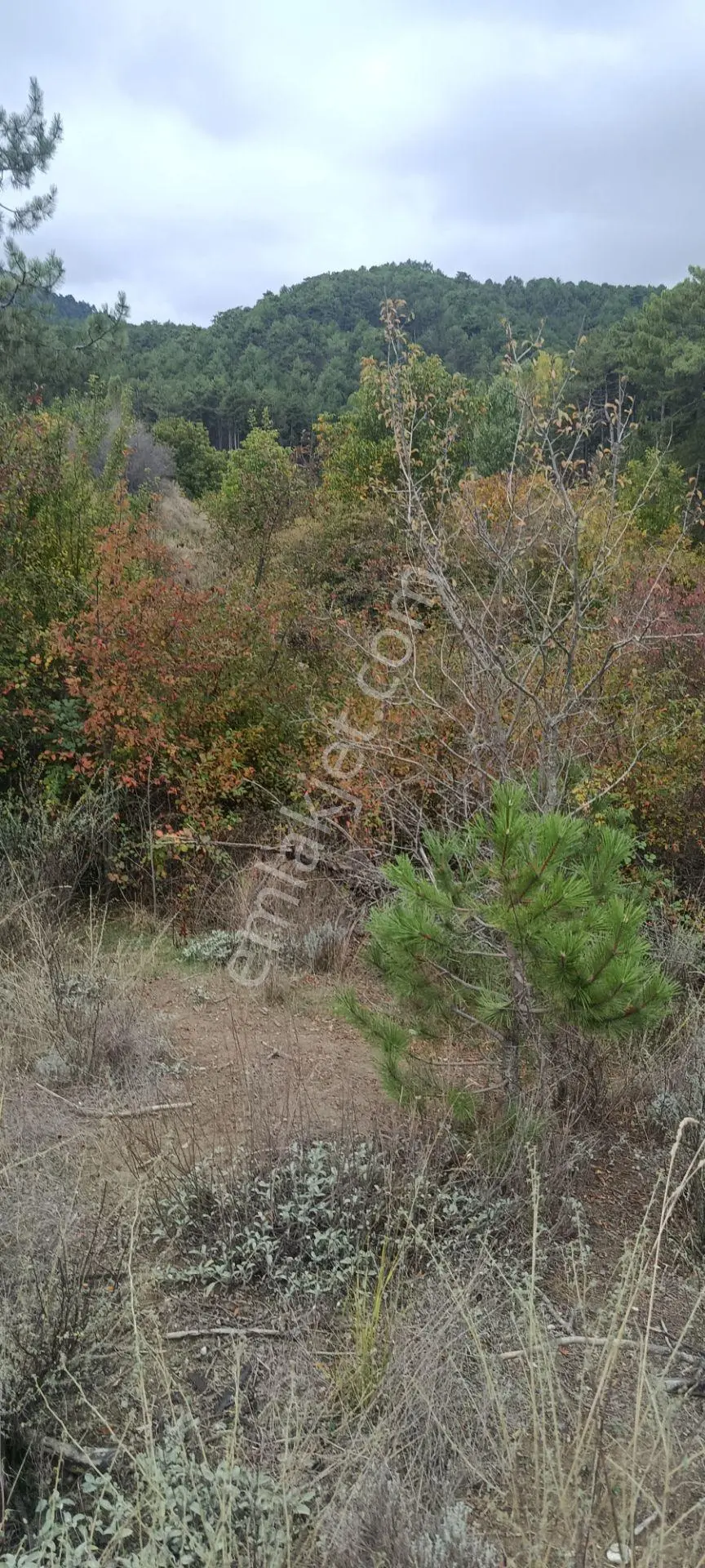 Denizli Honaz Karaçay Satılık Tarla — fotoğraf 3