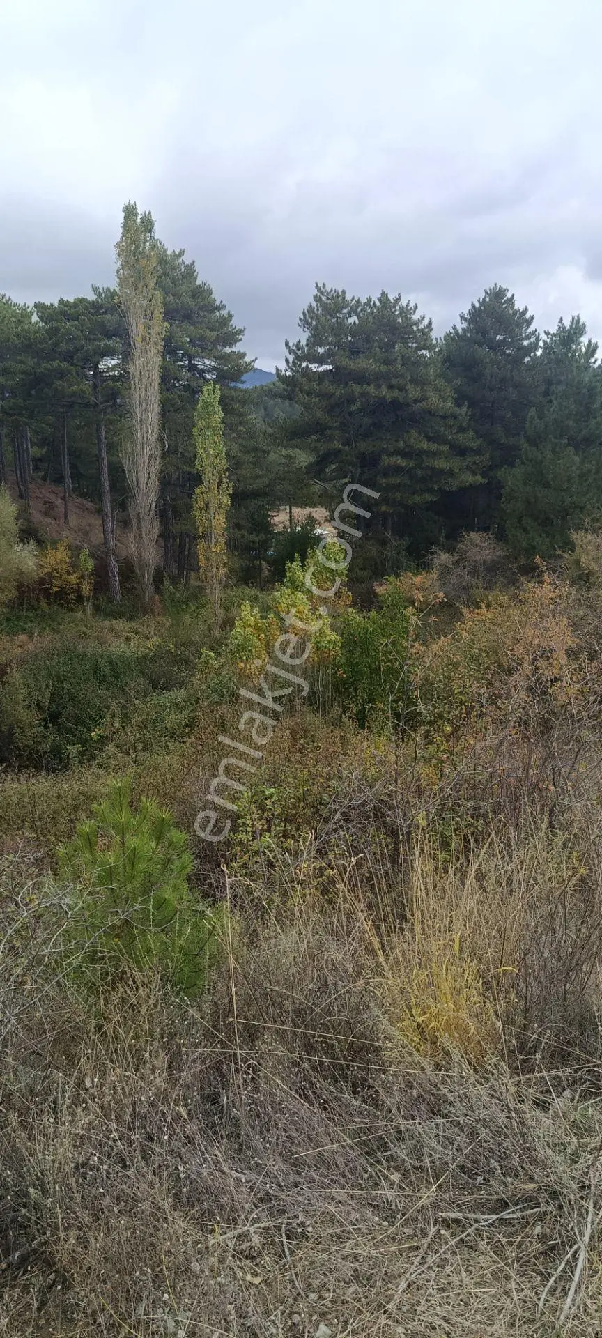 Denizli Honaz Karaçay Satılık Tarla — fotoğraf 6