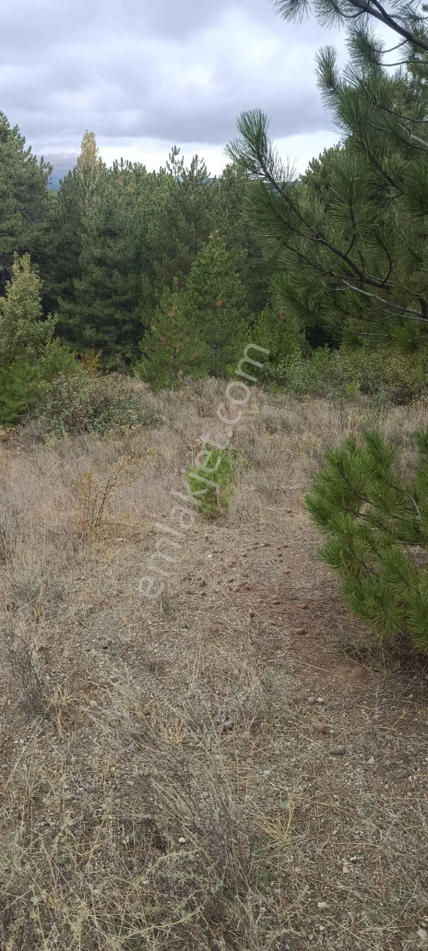 Denizli Honaz Karaçay Satılık Tarla — fotoğraf 10