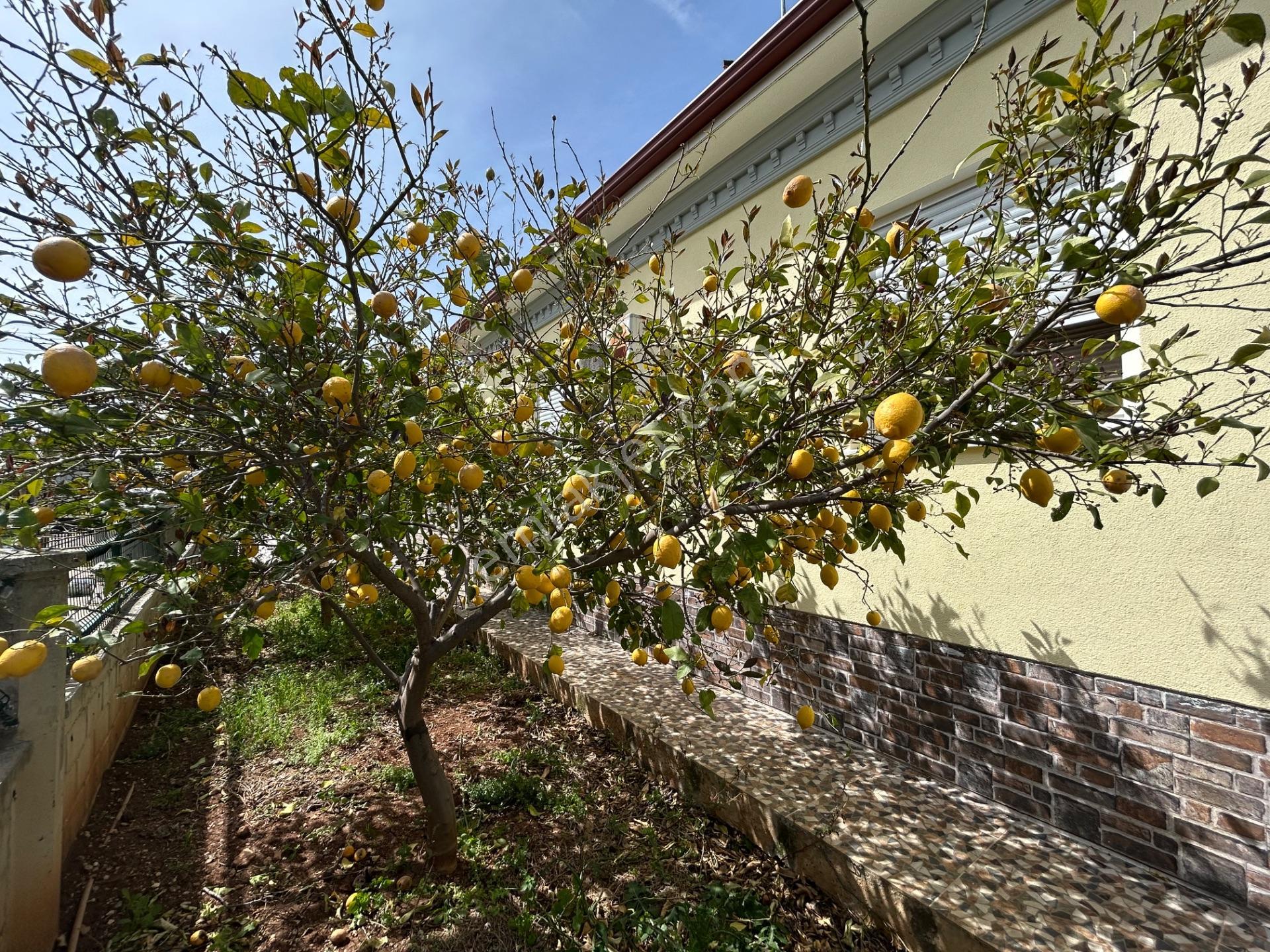 Didimde Tek Katlı Villa — fotoğraf 26