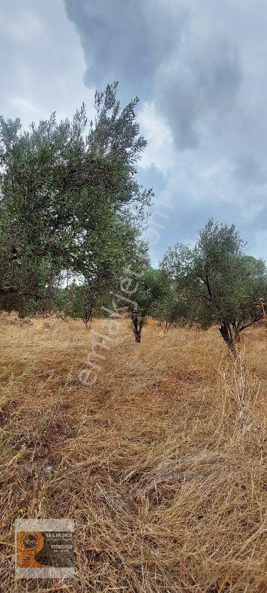 Dikili Kocaoba Da 1+1 Prefabrik Evi Olan 7272 Metrekare Zeytinlik — fotoğraf 2