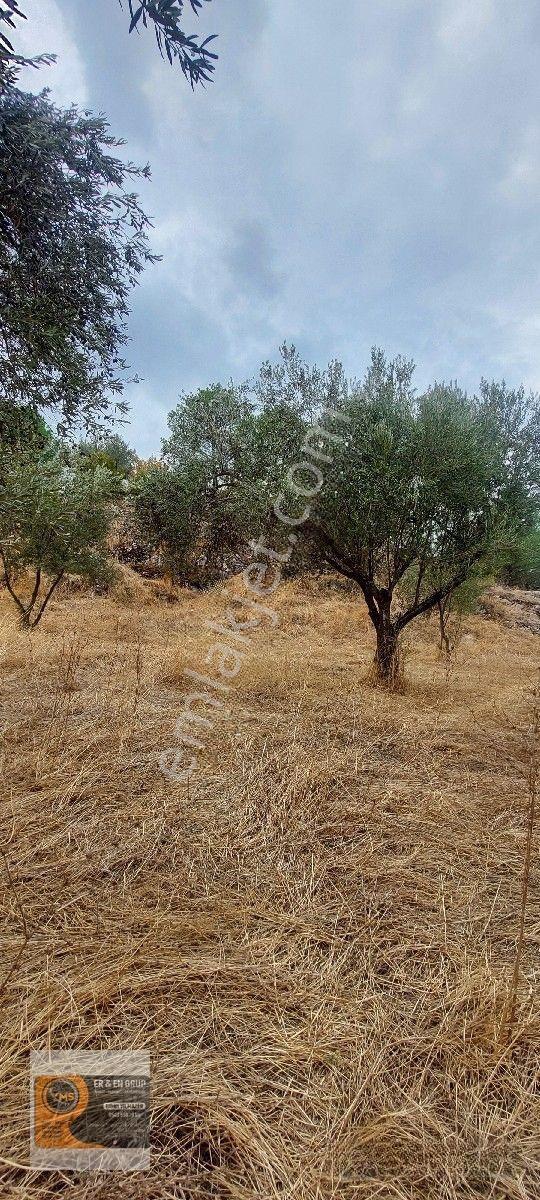 Dikili Kocaoba Da 1+1 Prefabrik Evi Olan 7272 Metrekare Zeytinlik — fotoğraf 3