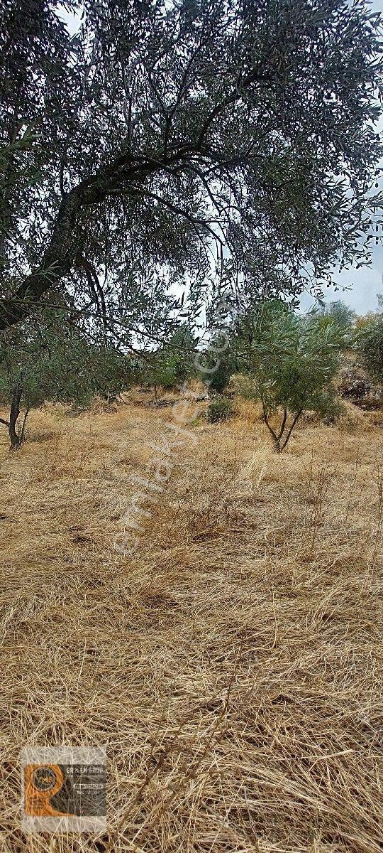 Dikili Kocaoba Da 1+1 Prefabrik Evi Olan 7272 Metrekare Zeytinlik — fotoğraf 4