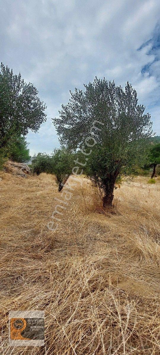 Dikili Kocaoba Da 1+1 Prefabrik Evi Olan 7272 Metrekare Zeytinlik — fotoğraf 5