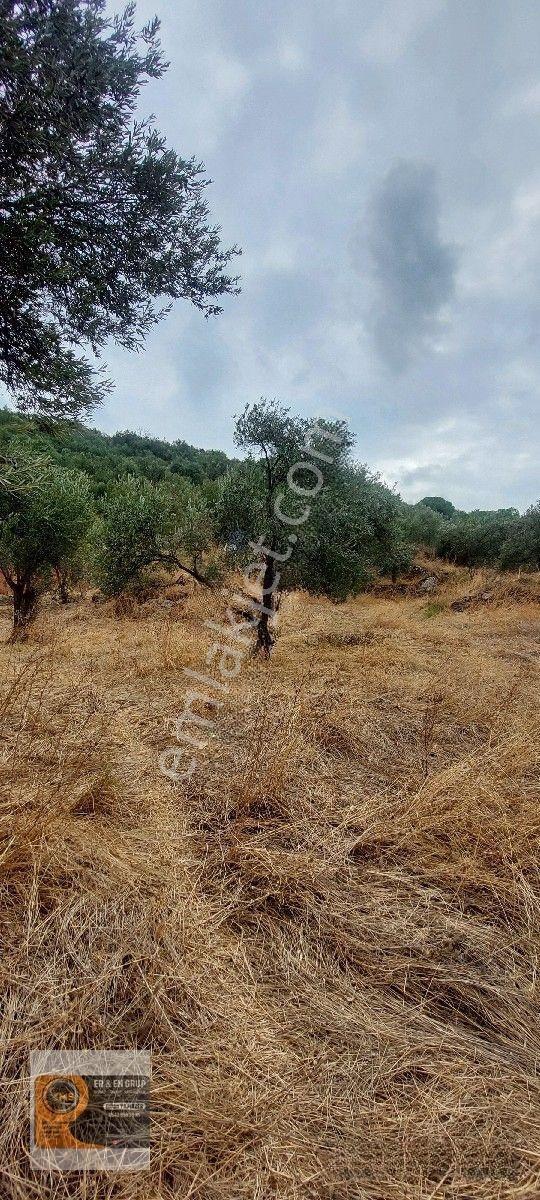 Dikili Kocaoba Da 1+1 Prefabrik Evi Olan 7272 Metrekare Zeytinlik — fotoğraf 6